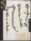 Foto von Salix triandra subsp. triandra L.